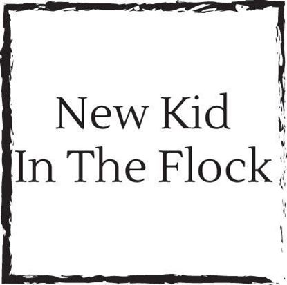 new-kid-in-the-flock