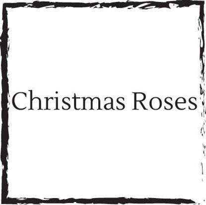 christmas-roses