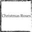 christmas-roses